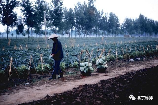 1975年，北京郊区丰收的菜园