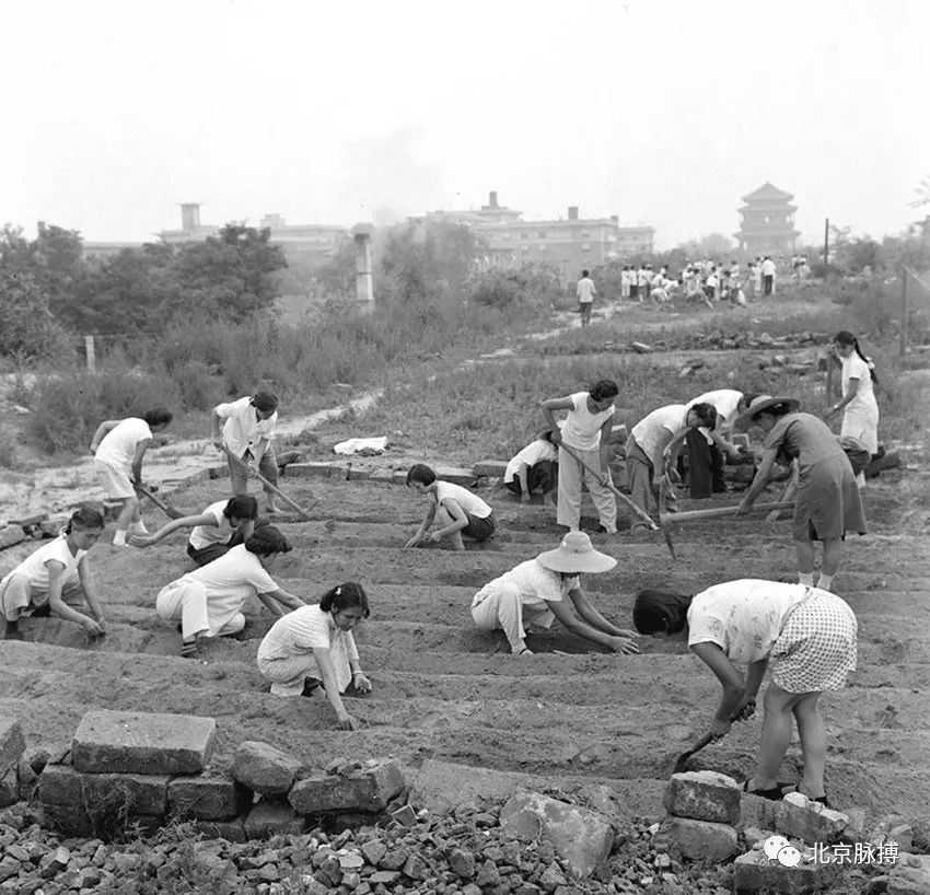 1960年，北京新开路缝纫厂、南官房皮件厂等街道工厂的工人，利用假日在崇文门附近的城墙上开地播 种萝卜等秋菜