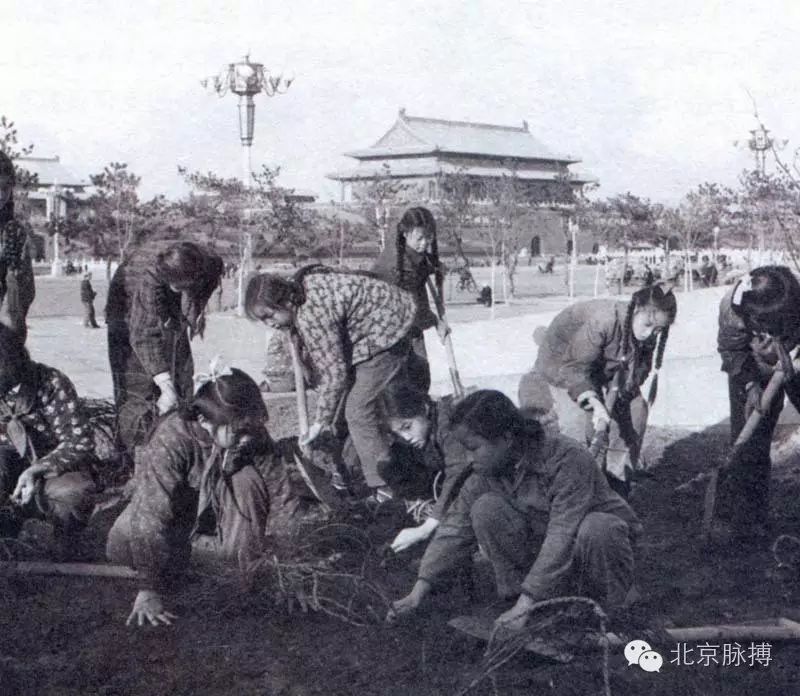 1960年3月21日，首都少年儿童在天安门广场人民大会堂前在栽植花树