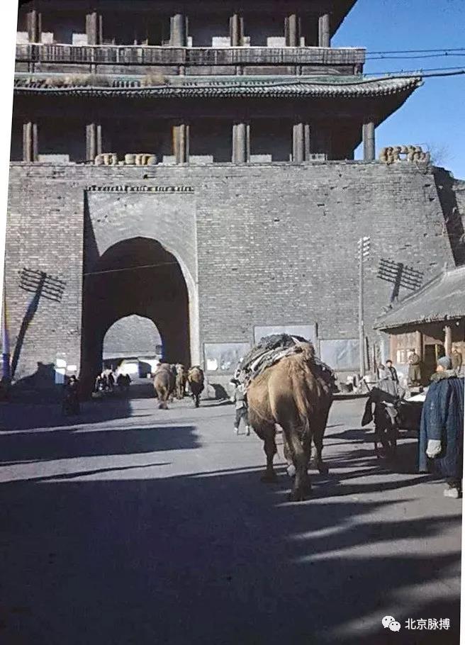 1946年，阜成门城楼东面，出城的驼队