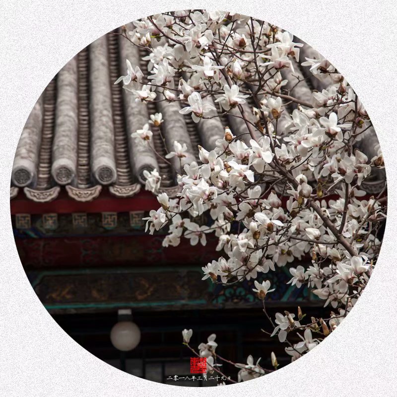 颐和园玉澜堂里拍玉兰（赏花篇）