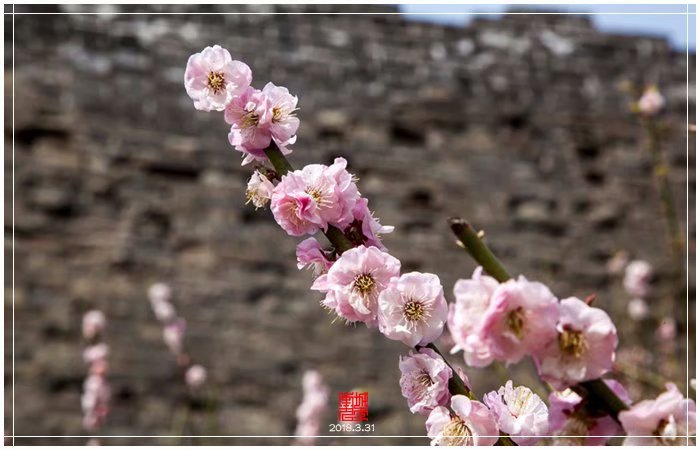 明城墙鲜花绽放（下）