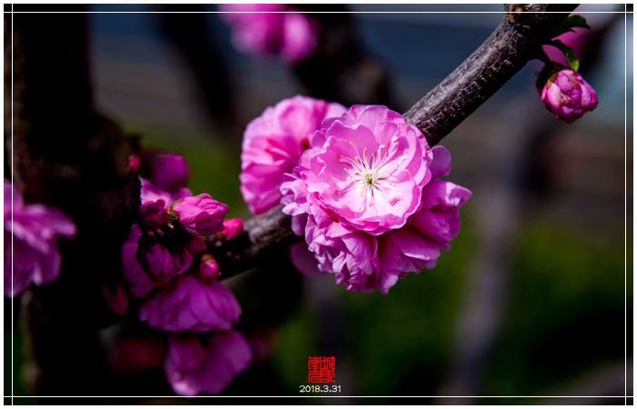 明城墙鲜花绽放（下）