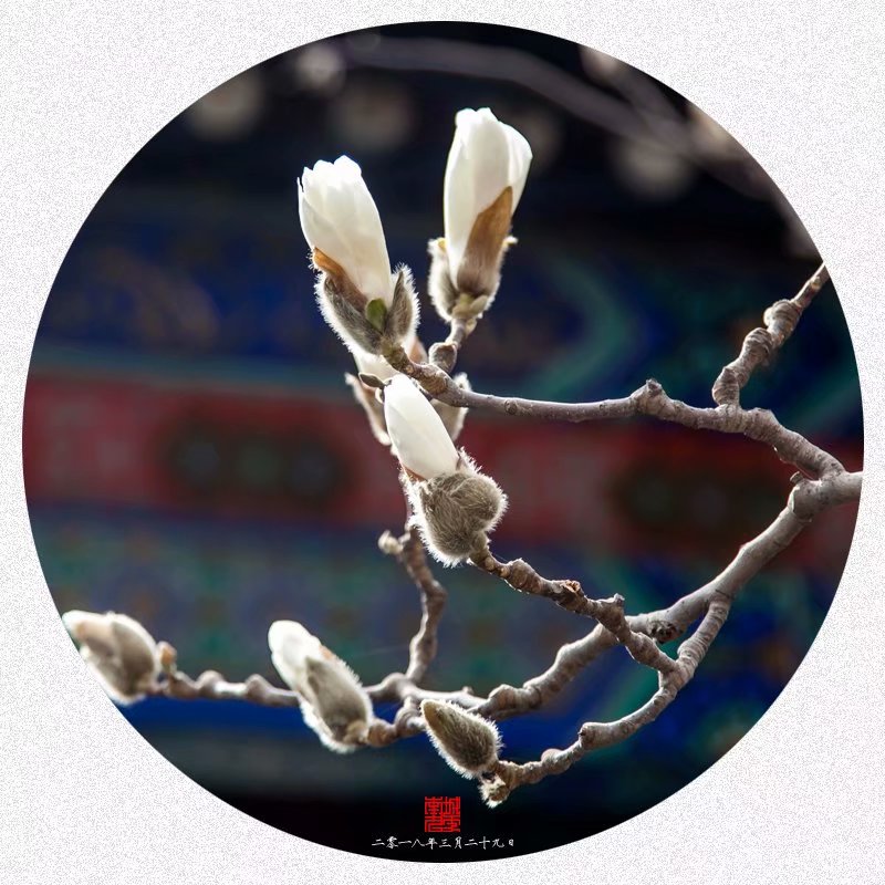 颐和园玉澜堂里拍玉兰（赏花篇）