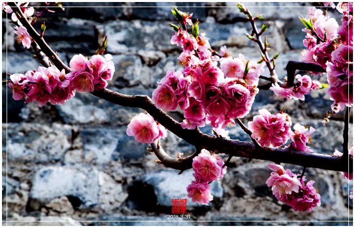 明城墙鲜花绽放（下）