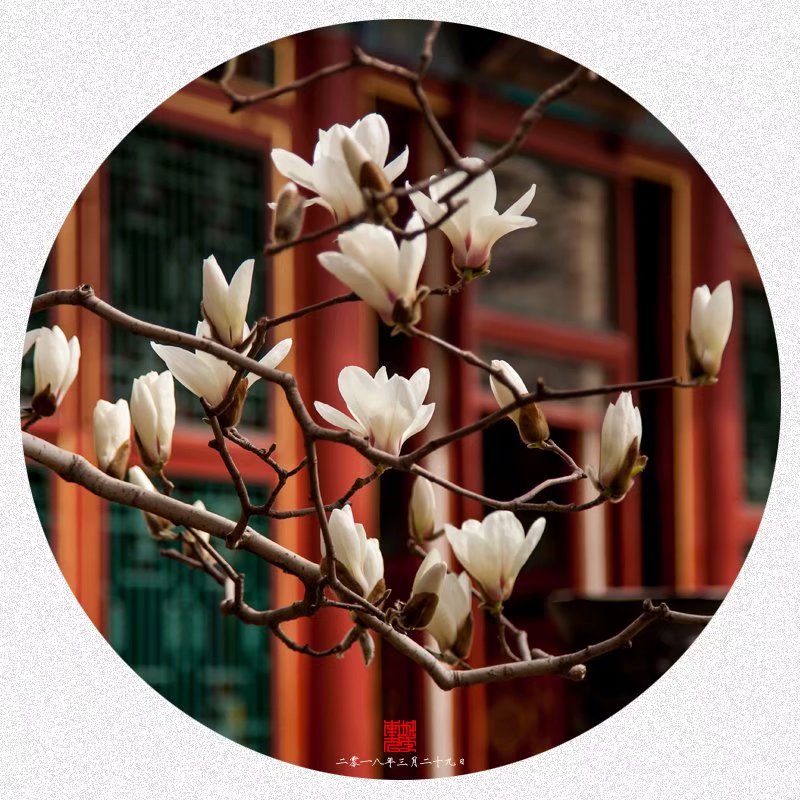 颐和园玉澜堂里拍玉兰（赏花篇）