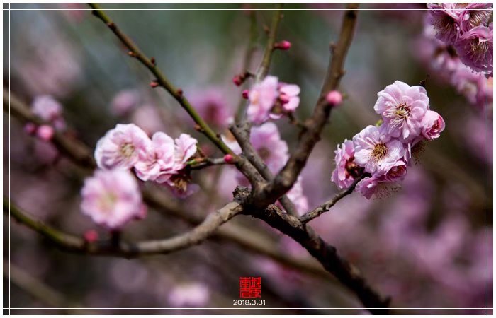 明城墙鲜花绽放（下）