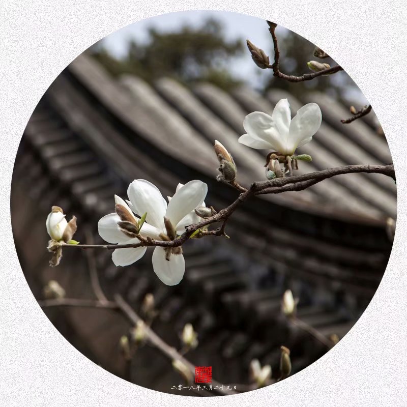 颐和园玉澜堂里拍玉兰（赏花篇）