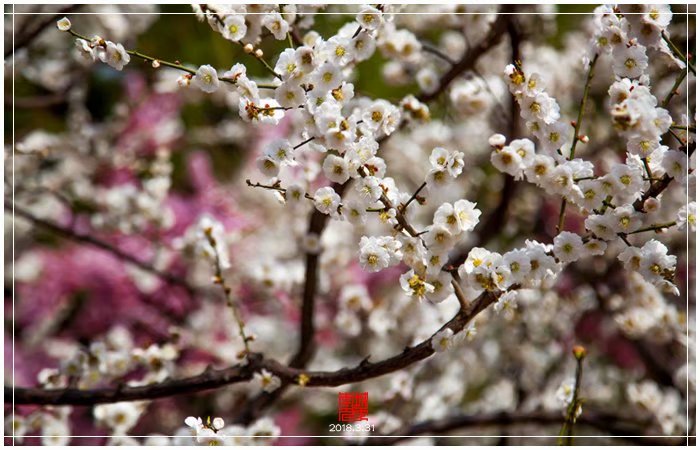 明城墙鲜花绽放（下）
