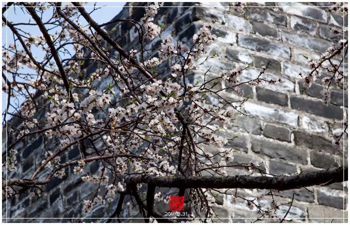 明城墙鲜花绽放（下）
