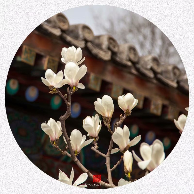 颐和园玉澜堂里拍玉兰（赏花篇）