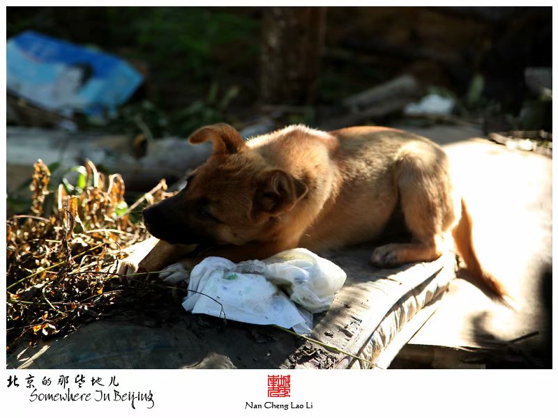 清晨的海淀北辛庄