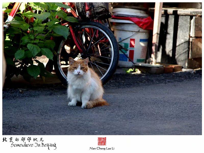 清晨的海淀北辛庄