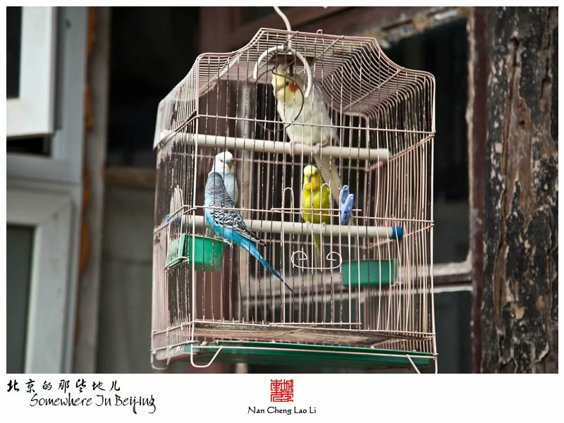 棉花下二条九号院
