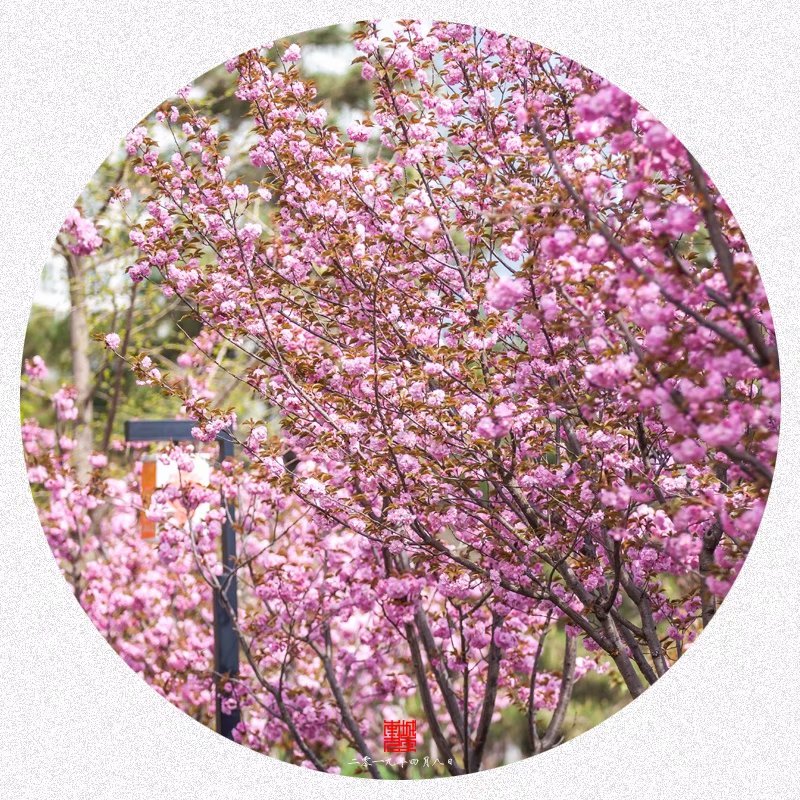 庆丰公园赏樱花