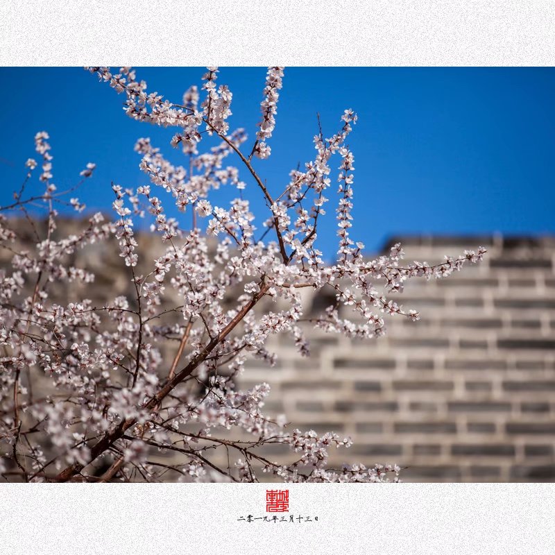 明城墙遗址公园每年都会有腊梅和桃花节，一到每年三月份儿，这里也是北京摄影爱好者聚集的地方。差不多这几年吧，我每年都去一次，拍点儿花卉什么的。可以说北京初春和深秋是各种摄影人和被拍人最活跃的时候，看看热闹，就图一乐儿。
