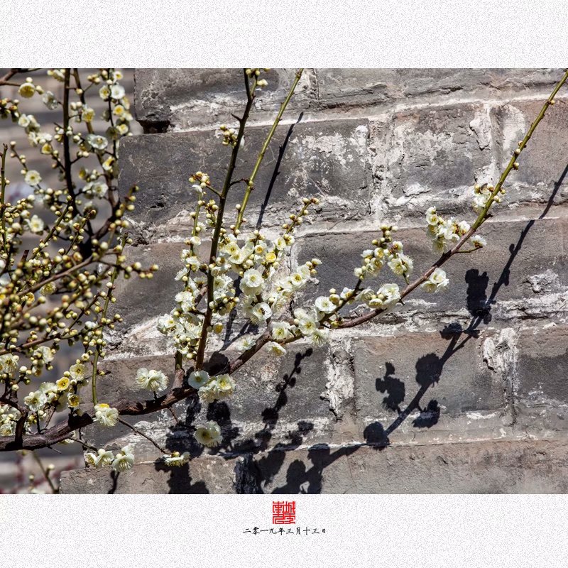 明城墙遗址公园每年都会有腊梅和桃花节，一到每年三月份儿，这里也是北京摄影爱好者聚集的地方。差不多这几年吧，我每年都去一次，拍点儿花卉什么的。可以说北京初春和深秋是各种摄影人和被拍人最活跃的时候，看看热闹，就图一乐儿。